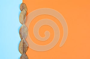 Autumn  composition  background.