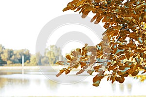 Autumn composition on a blurred background tree leaves, yellow leaves on a blurred background of forest and lake, deep