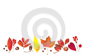 Autumn composition border with red fall maple leaves, nuts and berries isolated on white