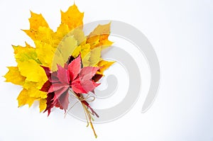 Autumn composition. Bouquet of bright colorful autumn leaves on a white background. Autumn cocept. Copy space