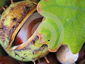 Autumn composition - close-up of a brown chestnut in a crust and a green oak leaf