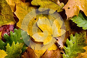 Autumn composition. Close up of colorful leaves. Studio shot.