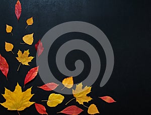 Autumn composition with color leaves ornament on balck slate board with copy space. bright maple foliage season autumn text