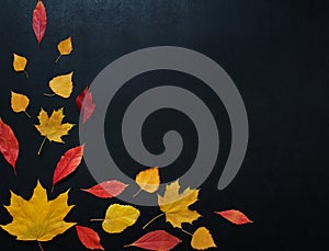 Autumn composition with color leaves ornament on balck slate board with copy space. bright maple foliage season autumn text photo