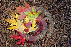Autumn composition. Colored autumn leaves of maple and oak and two red hearts carved from leaves. Copy space