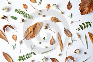 Autumn composition. Dried leaves, flowers, berries on white background. Autumn, fall, thanksgiving day concept.