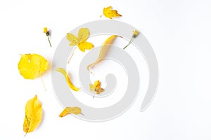 Autumn composition. Dried leaves, flowers, berries on white background. Autumn, fall, thanksgiving day concept.