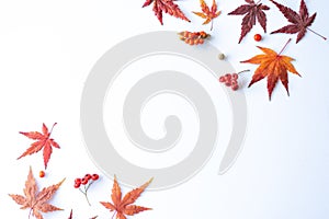 Autumn composition. Dried leaves, flowers, berries on white background. Autumn, fall, thanksgiving day concept.