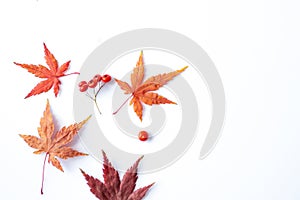 Autumn composition. Dried leaves, flowers, berries on white background. Autumn, fall, thanksgiving day concept.