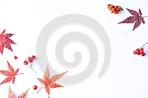 Autumn composition. Dried leaves, flowers, berries on white background. Autumn, fall, thanksgiving day concept.