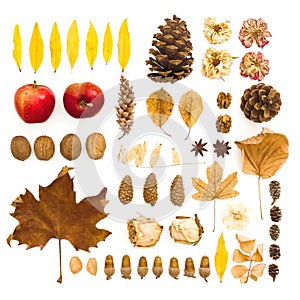 Autumn composition. Dried leaves, flowers, walnuts, pine cones on white background. Autumn, thanksgiving day concept. Flat lay,