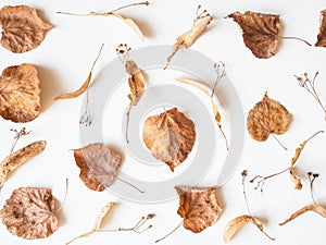 Autumn composition. Dried linden leaves and flowers on a white background. Autumn, fall, Thanksgiving day concept. Flat lay, top