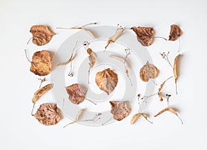 Autumn composition. Dried linden leaves and flowers on a white background. Autumn, fall, Thanksgiving day concept. Flat lay, top