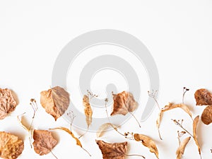 Autumn composition. Dried linden leaves and flowers on a white background. Autumn, fall, Thanksgiving day concept. Flat lay, top