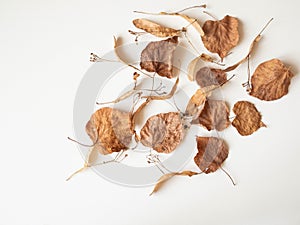 Autumn composition. Dried linden leaves and flowers on white background. Autumn, fall, Thanksgiving day concept. Flat lay, top