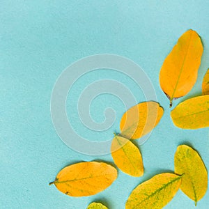 Autumn composition.Fall colorful leaves framed on blue paper background