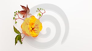 Autumn composition with flowers, leaves and berries on white background. Flat lay, copy space