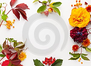 Autumn composition with flowers, leaves and berries on white background. Flat lay, copy space