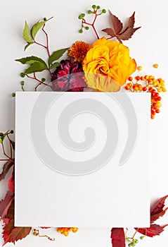 Autumn composition with flowers, leaves and berries on white background. Flat lay, copy space