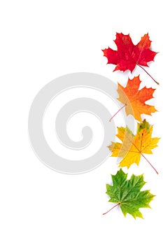 Autumn composition. Four multi-colored maple leaves: red, green and yellow. Autumn, fall, thanksgiving day concept. Flat lay, top