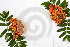 Autumn composition. Frame of leaves, rowan berries on a white wooden rustic background. Autumn background