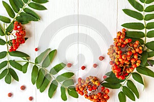 Autumn composition. Frame of leaves, rowan berries on a white wooden rustic background