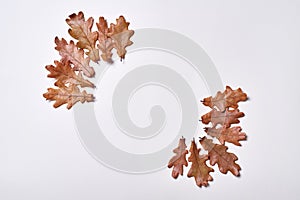 Autumn composition. Frame made of autumn dried oak leaves on white background. Fall concept. Autumn thanksgiving texture. Flat lay