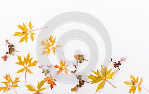 Autumn composition. Frame made of autumn dry leaves, dry flowers on white background. Flat lay, top view