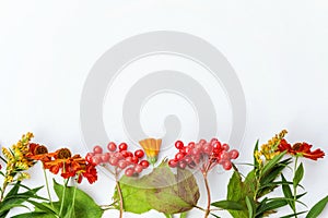 Autumn composition frame made of autumn plants viburnum berries, orange and yellow flowers on white background