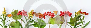 Autumn composition frame made of autumn plants viburnum berries, orange and yellow flowers on white background