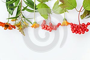 Autumn composition frame made of autumn plants viburnum berries, orange and yellow flowers on white background