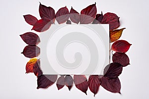 Autumn composition. Frame made of blank paper and leaves on white background. Fall concept. Autumn thanksgiving texture. Flat lay