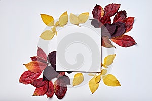 Autumn composition. Frame made of blank paper and leaves on white background. Fall concept. Autumn thanksgiving texture. Flat lay
