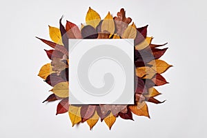 Autumn composition. Frame made of blank paper, yellow and red leaves on white background. Fall concept. Autumn thanksgiving