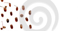 Autumn composition. Frame made of brown dried leaves and acorns isolated on white background. Template mockup fall, halloween,