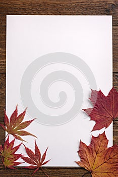 Autumn composition. Frame made of dried leaves on white background. Autumn, fall concept.