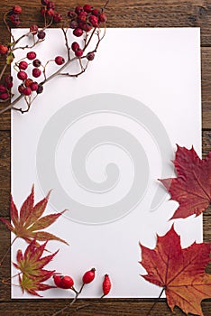 Autumn composition. Frame made of dried leaves on white background. Autumn, fall concept