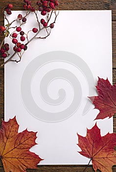 Autumn composition. Frame made of dried leaves on white background. Autumn, fall concept