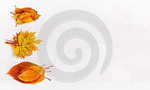Autumn composition. Frame made of autumn dry leaves, dry flowers on white background. Flat lay, top view