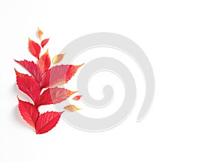 autumn composition. frame made of fall red leaves on white background.