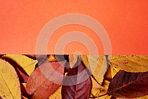 Autumn composition. Frame made of leaves and orange paper background. Fall concept. Autumn thanksgiving texture. Flat lay.