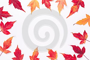 Autumn composition. Frame made of red maple leaves on white background. Copy space for your text. Autumn, fall concept