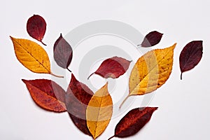 Autumn composition. Frame made of red and yellow leaves on white background. Fall concept. Autumn thanksgiving texture. Flat lay.