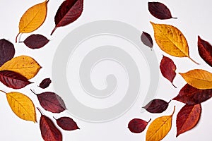 Autumn composition. Frame made of red and yellow leaves on white background. Fall concept. Autumn thanksgiving texture. Flat lay.