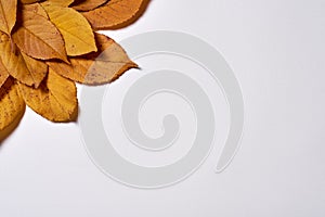 Autumn composition. Frame made of yellow leaves on white background. Fall concept. Autumn thanksgiving texture. Flat lay, top view
