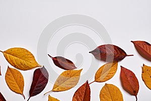 Autumn composition. Frame made of yellow and red leaves on white background. Fall concept. Autumn thanksgiving texture. Flat lay.