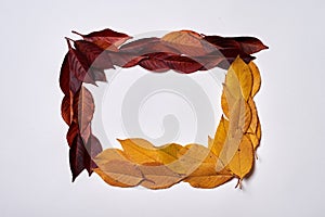 Autumn composition. Frame made of yellow and red leaves on white background. Fall concept. Autumn thanksgiving texture. Flat lay.