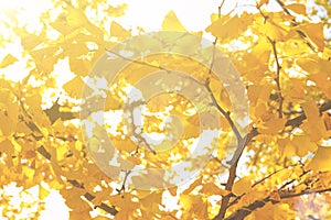 Autumn composition with ginko biloba tree