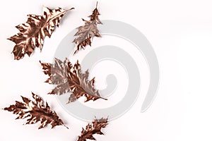 Autumn composition. Golden oak leaves on white background. Autumn, fall concept. Flat lay, top view,