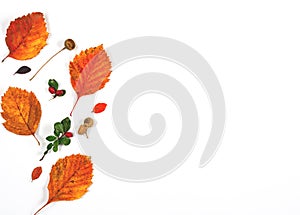 Autumn composition  indoor  on white backdrop  .